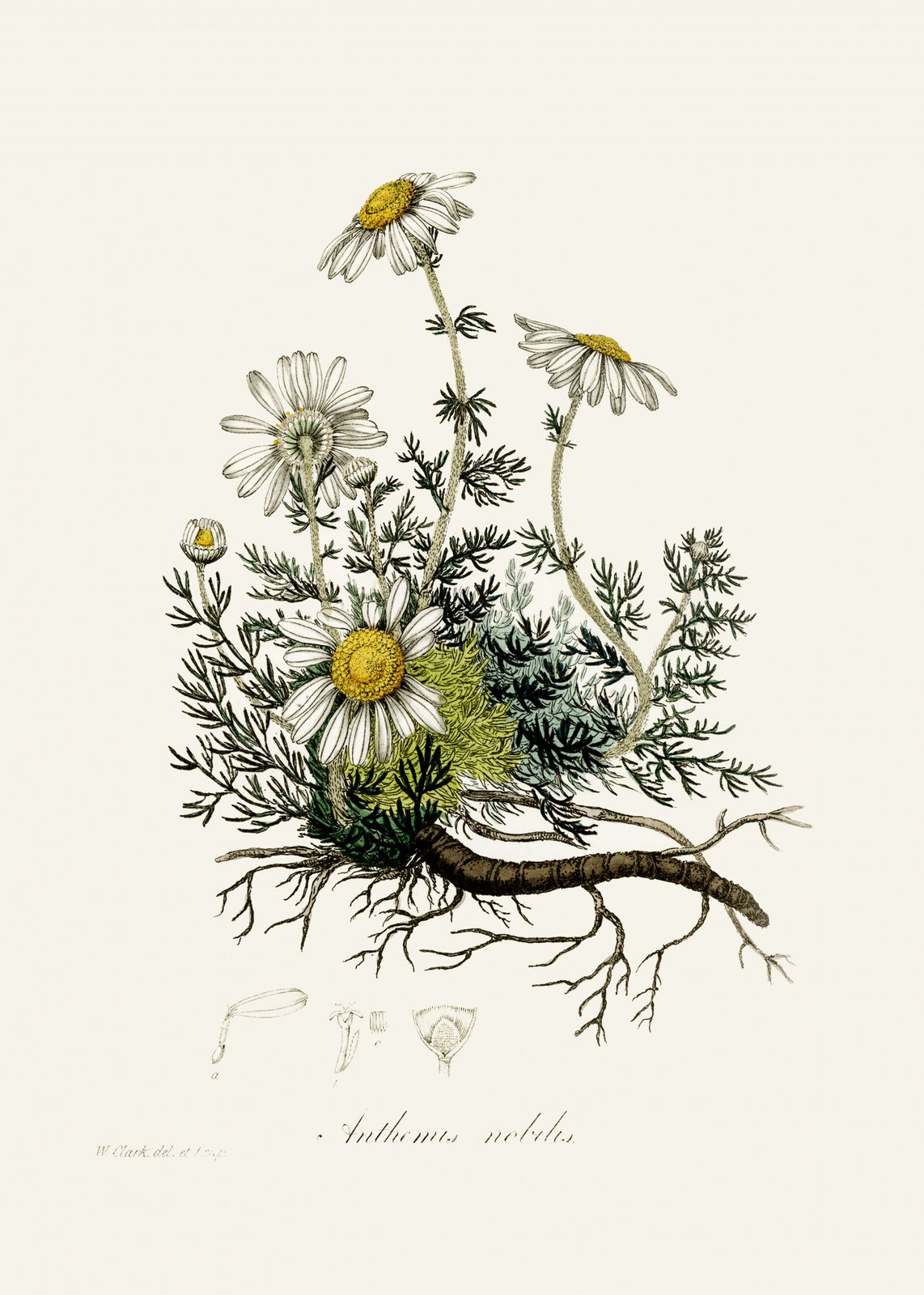 Poster - Anthemis Noblis