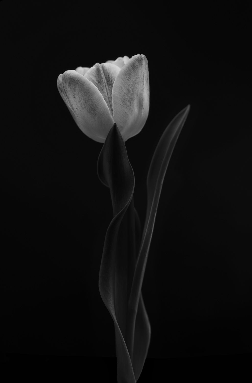 Poster - Elegant Tulip