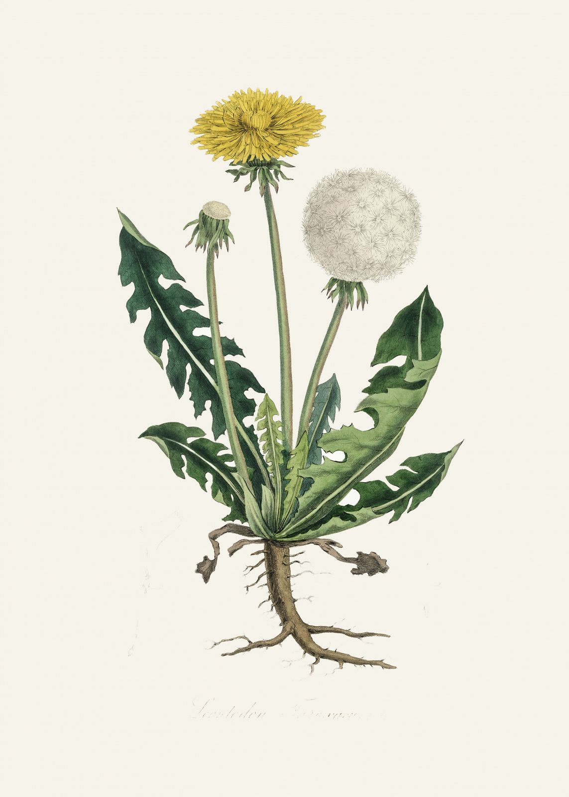 Poster - Dandelion Botanical Art