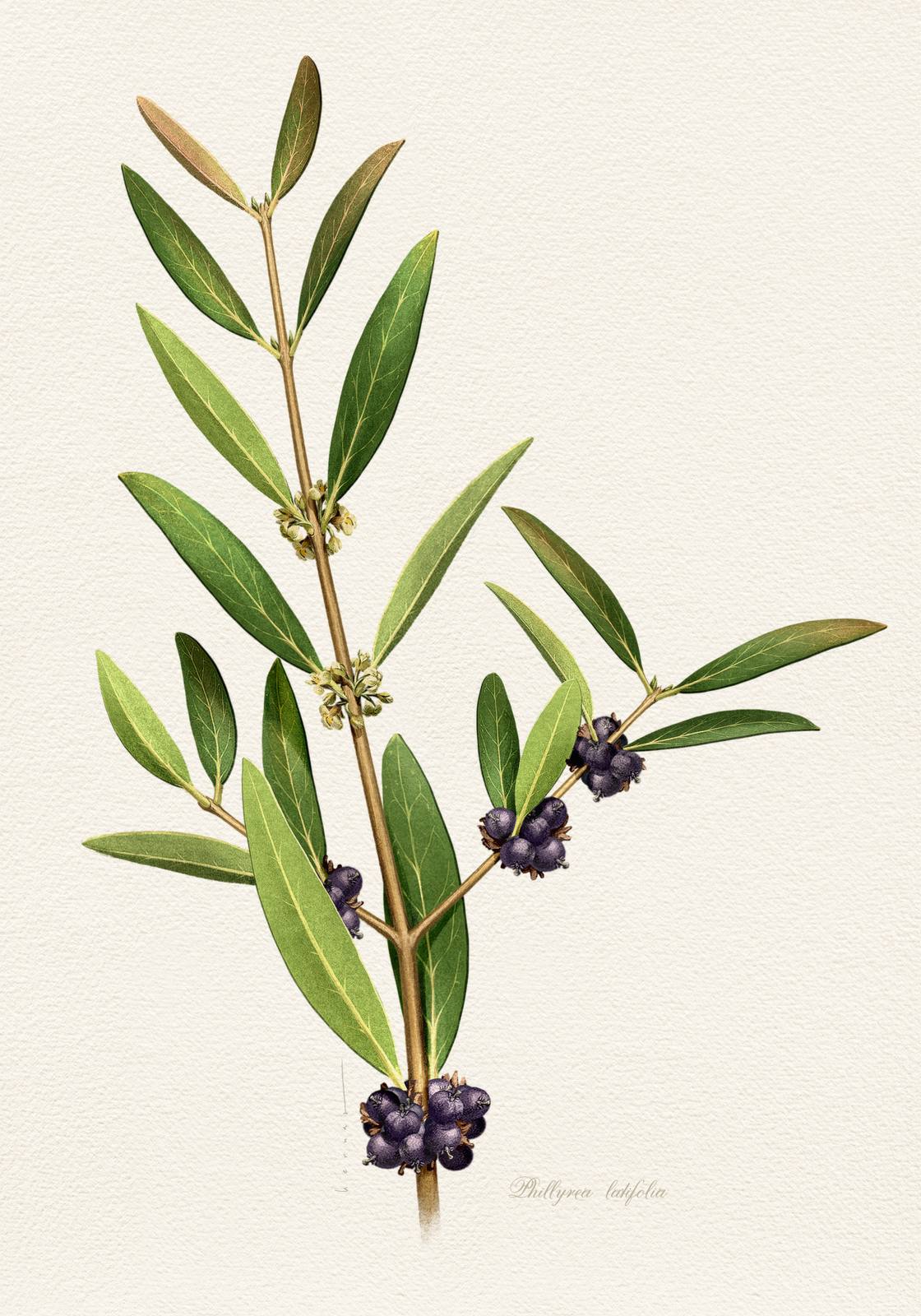 Poster - Botanical Leaf Design