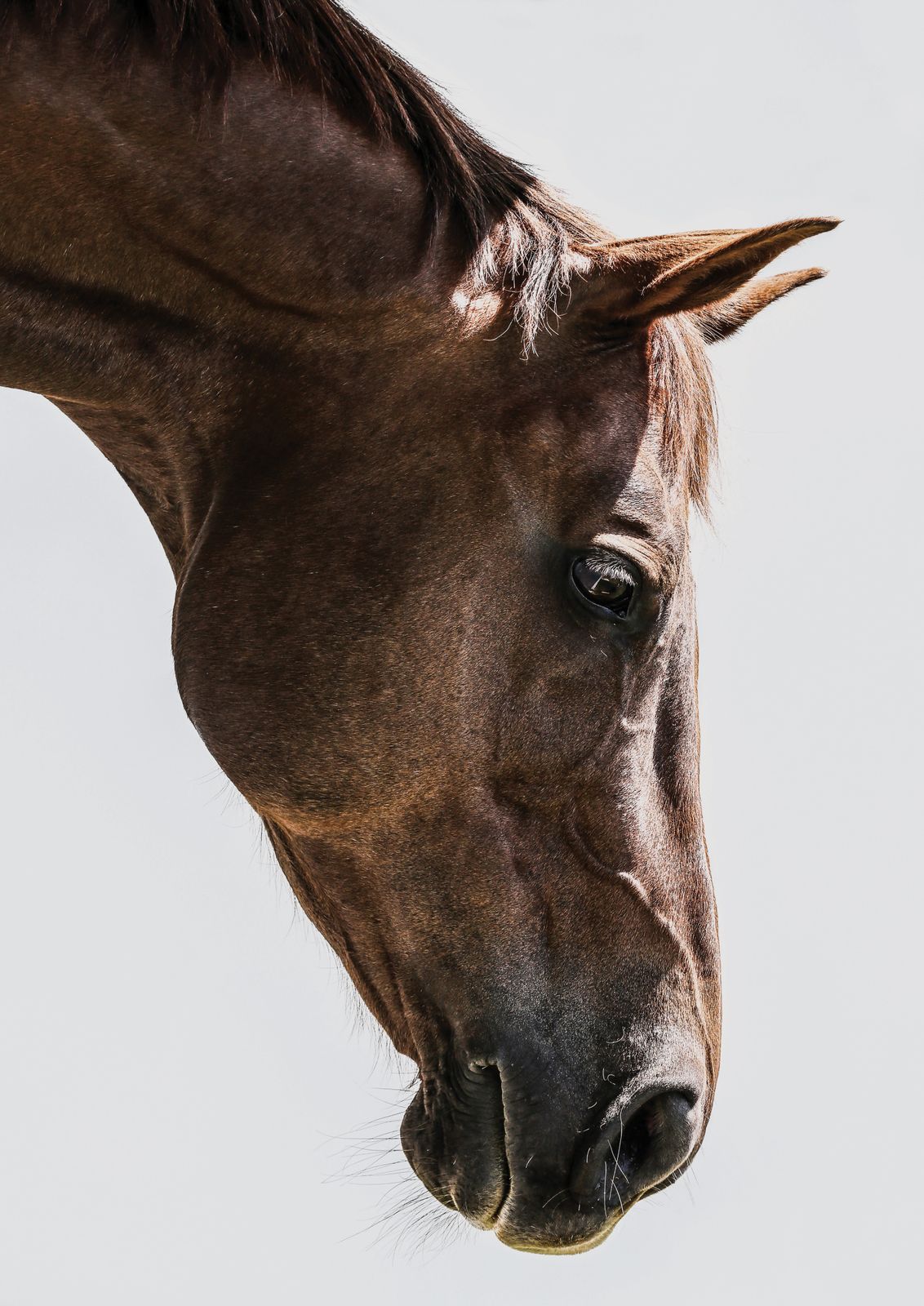 Poster - Graceful Horse