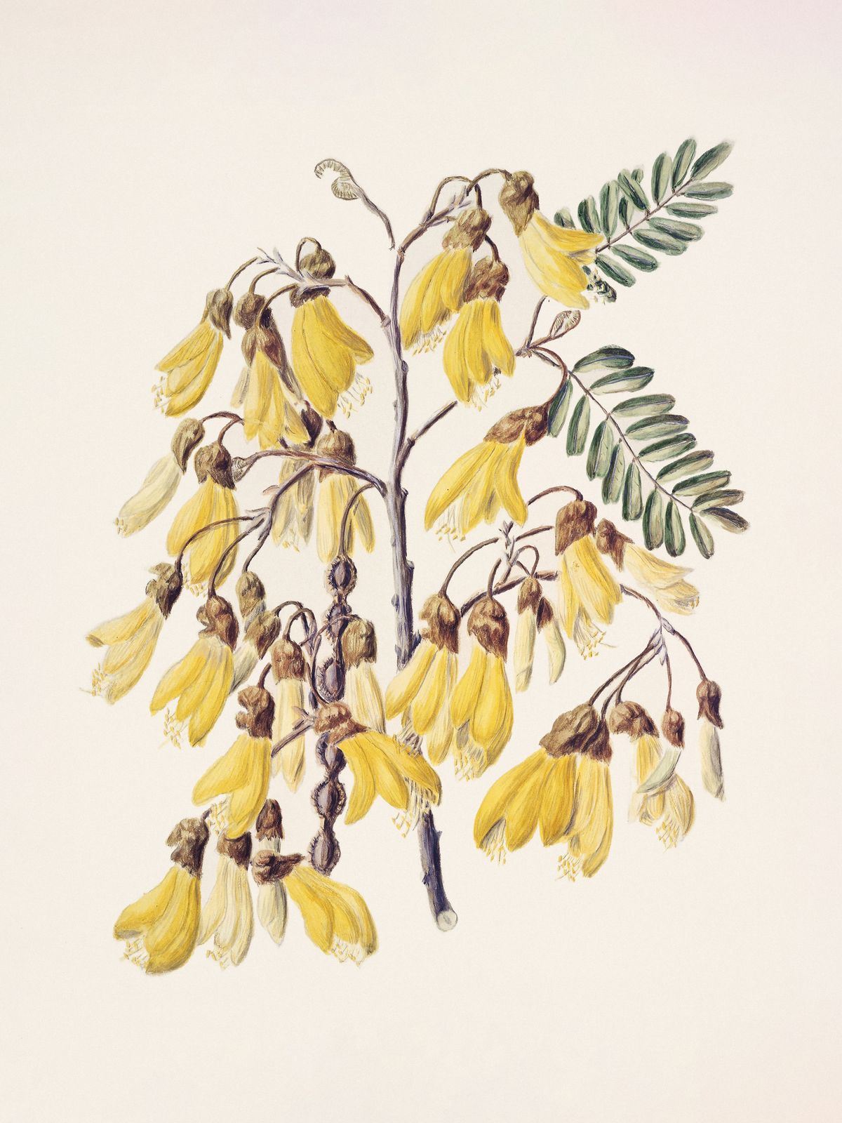 Poster - Yellow Kowhai Flowers