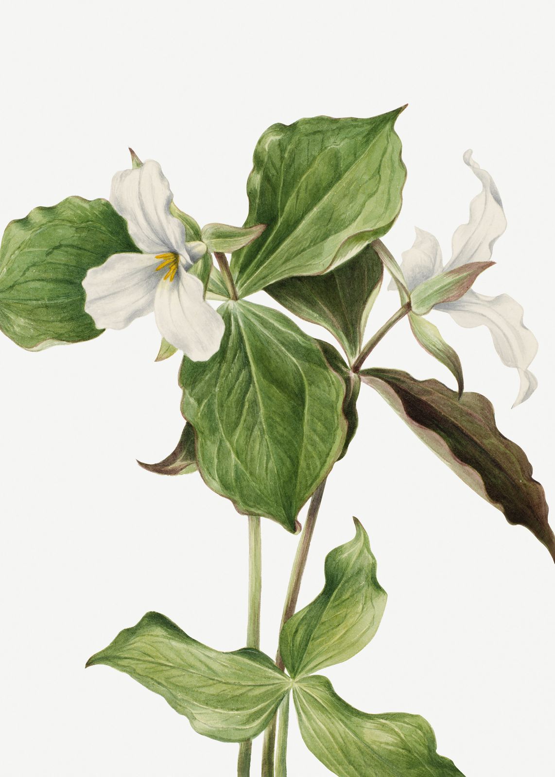 Poster - Botanical Art