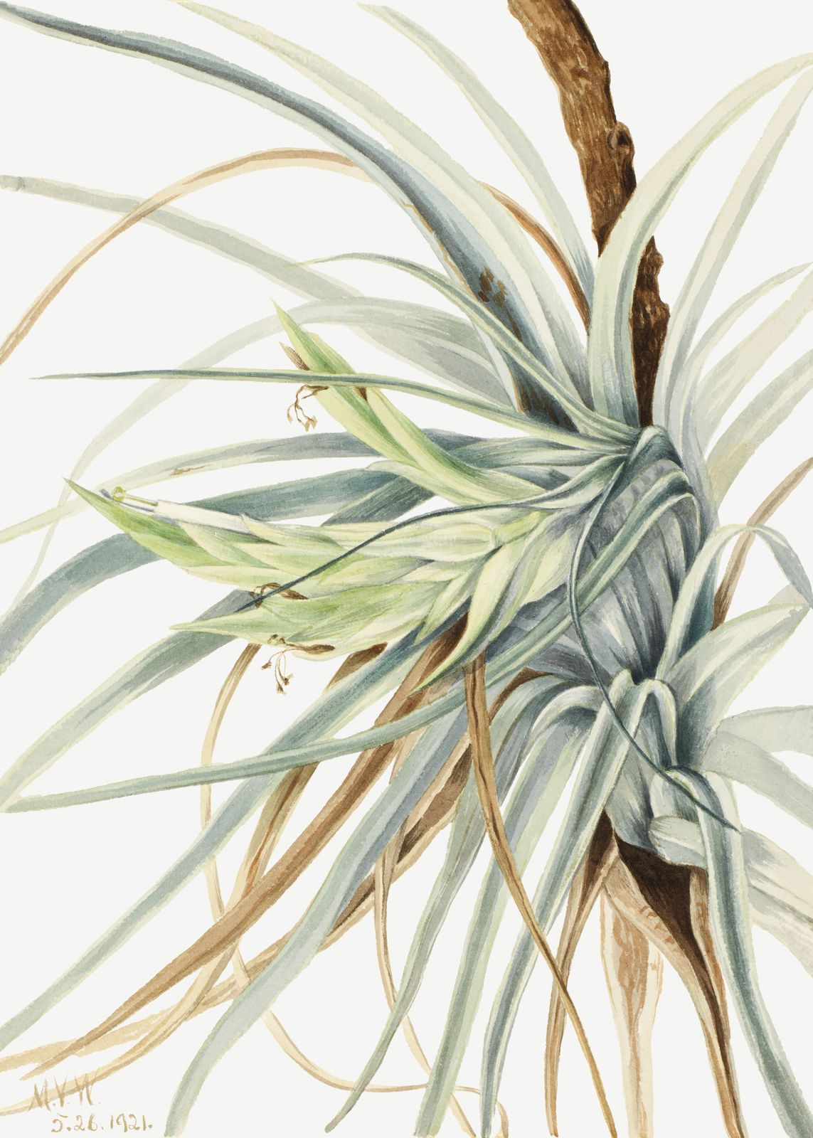 Poster - Botanical Plant Illustration