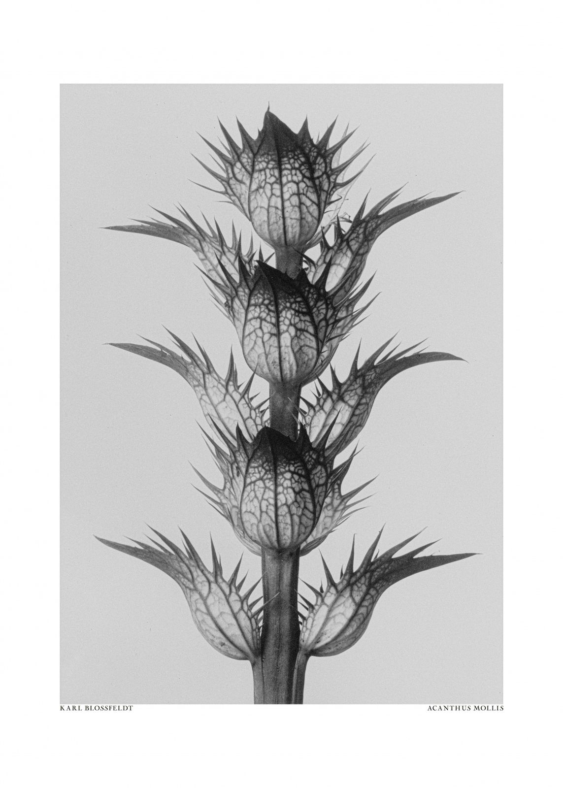 Poster - Acanthus Mollis by Karl Blossfeldt