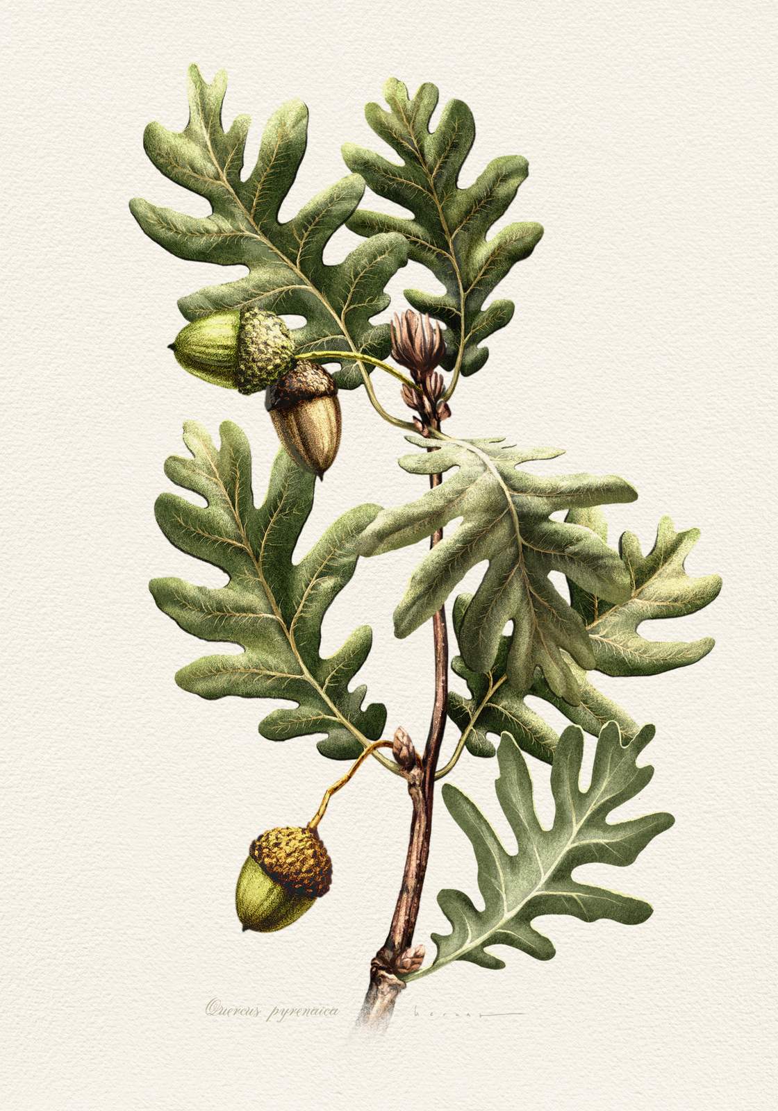 Poster - Oak Botanical Art