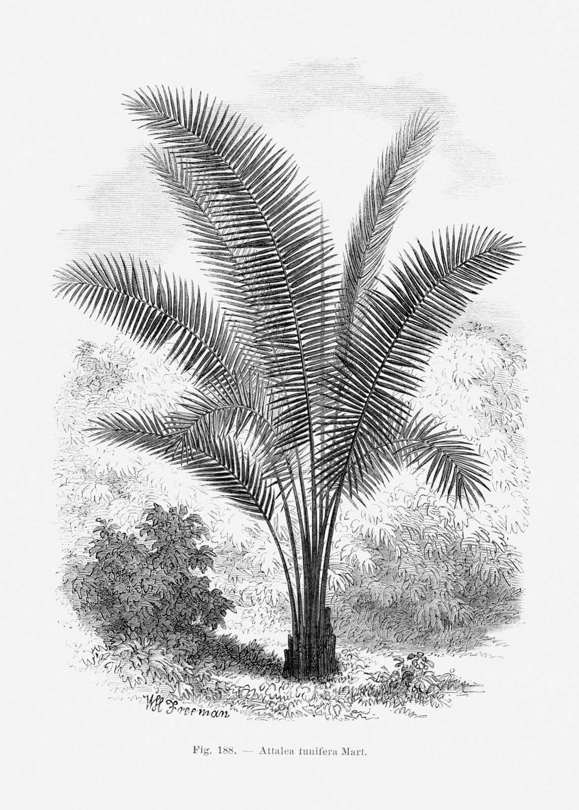 Poster - Attalea Funifera Palm