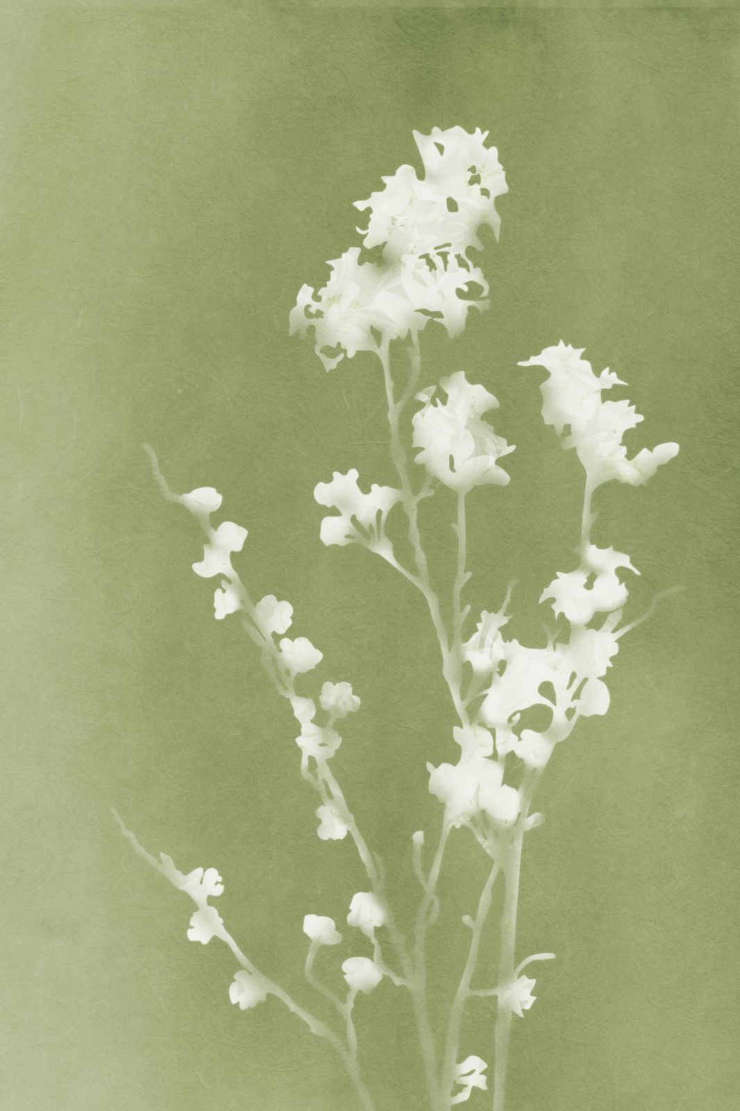 Poster - Floral Green Artwork