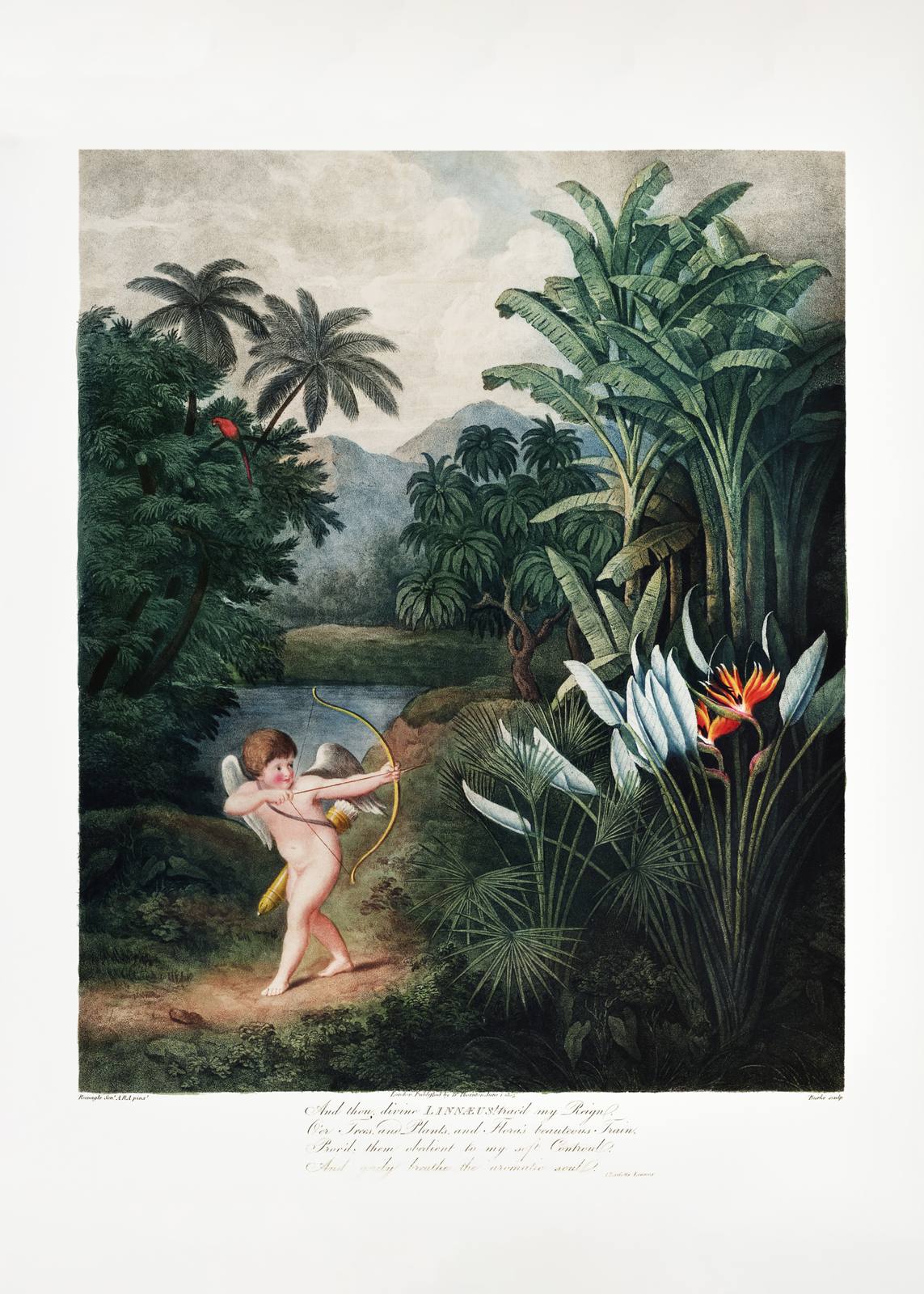 Poster - Cupid in the Jungle