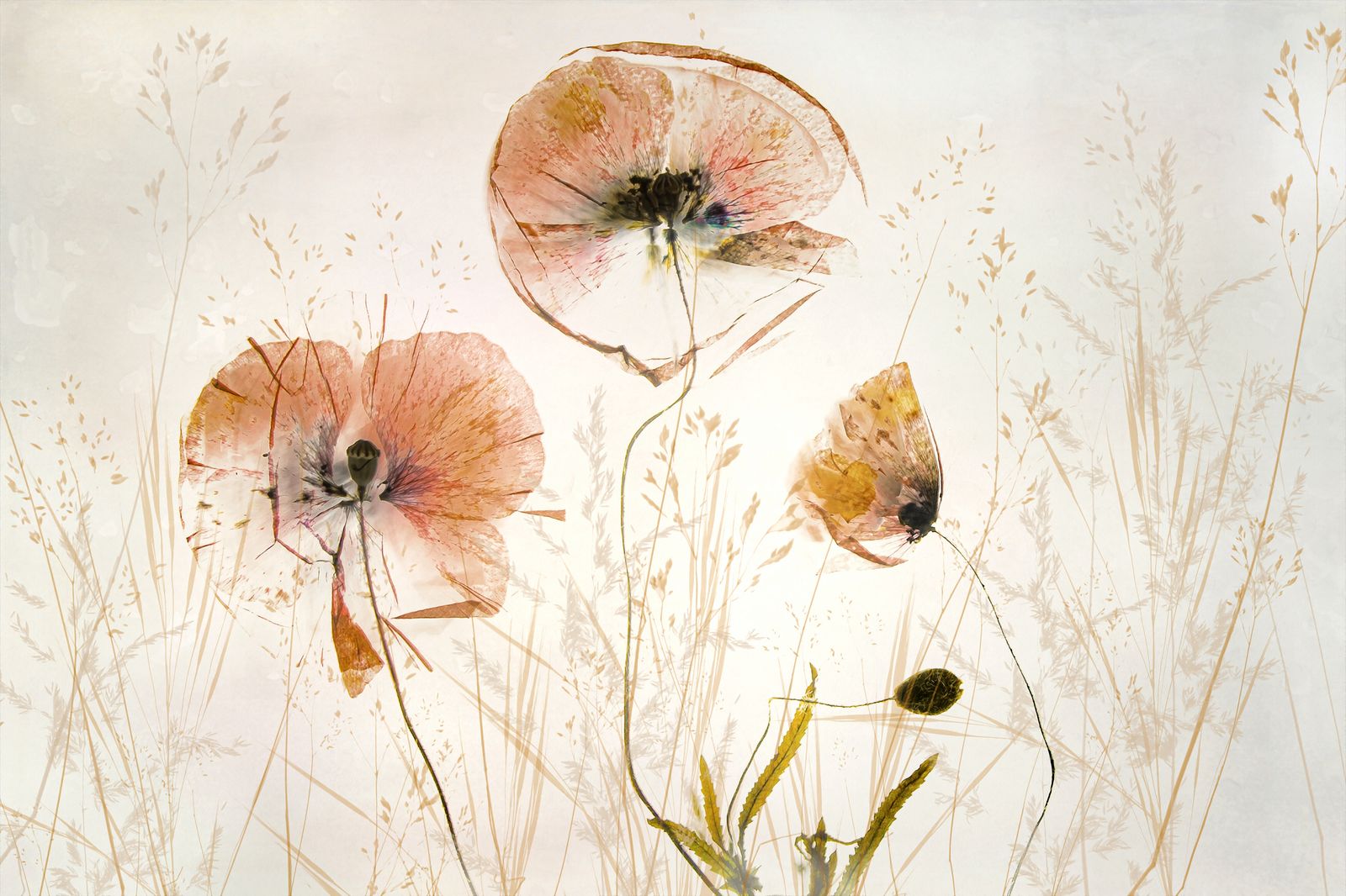 Poster - Floral Elegance