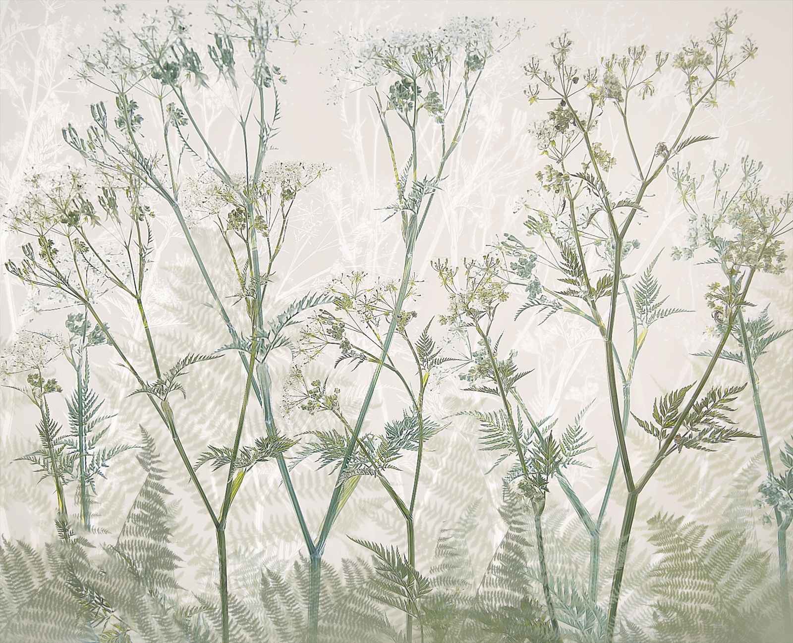 Poster - Botanical Illustration
