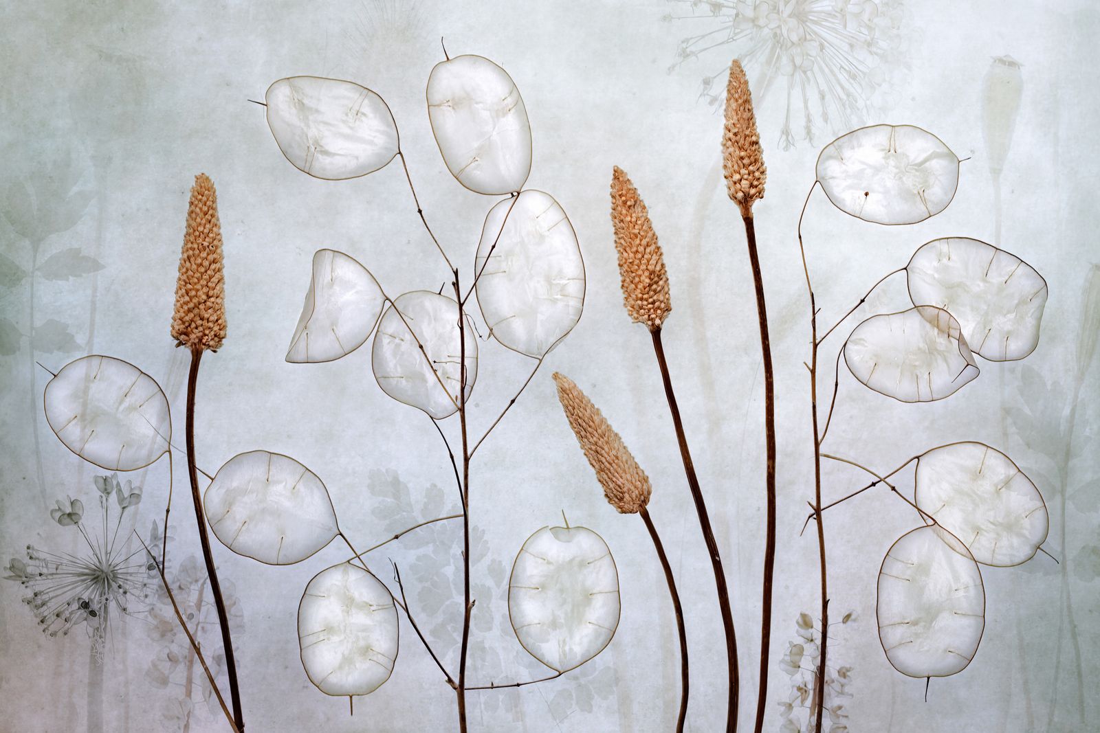 Poster - Luminous Botanicals