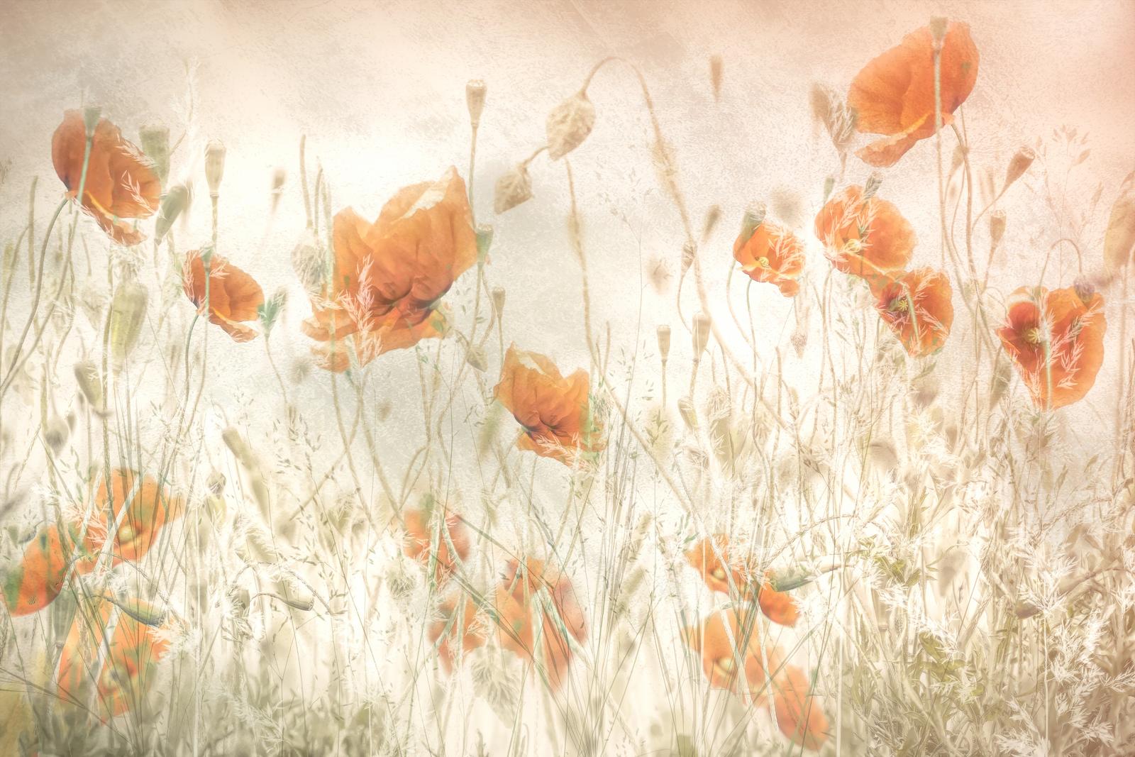 Poster - Orange Poppy Meadow