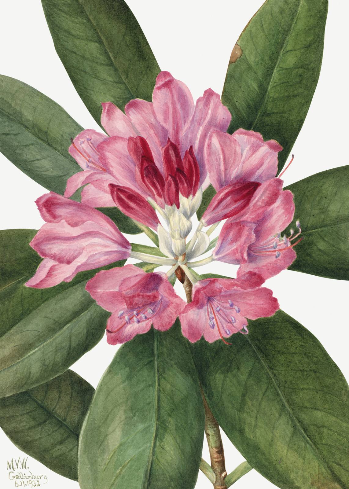 Poster - Pink Flower Art