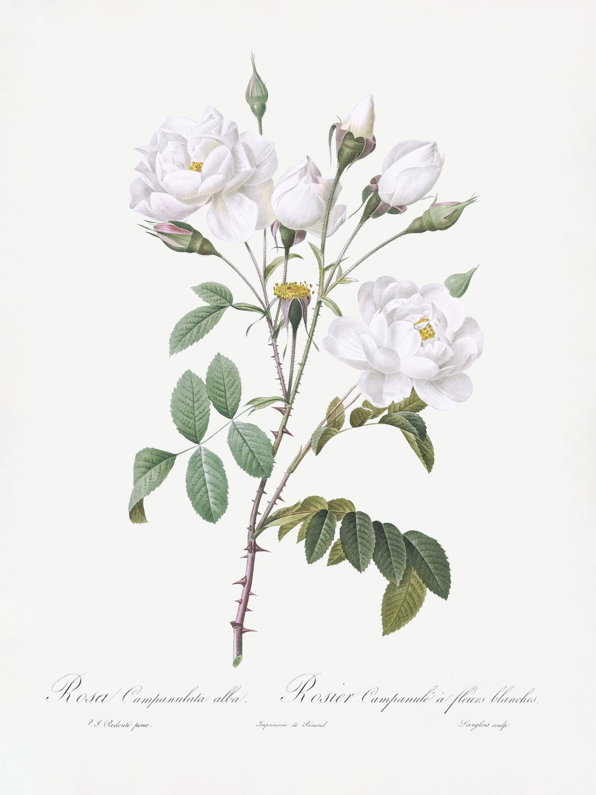 Poster - Rosa Campanulata Botanical