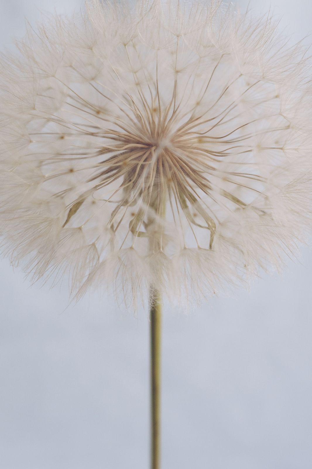 Poster - Dandelion Nature