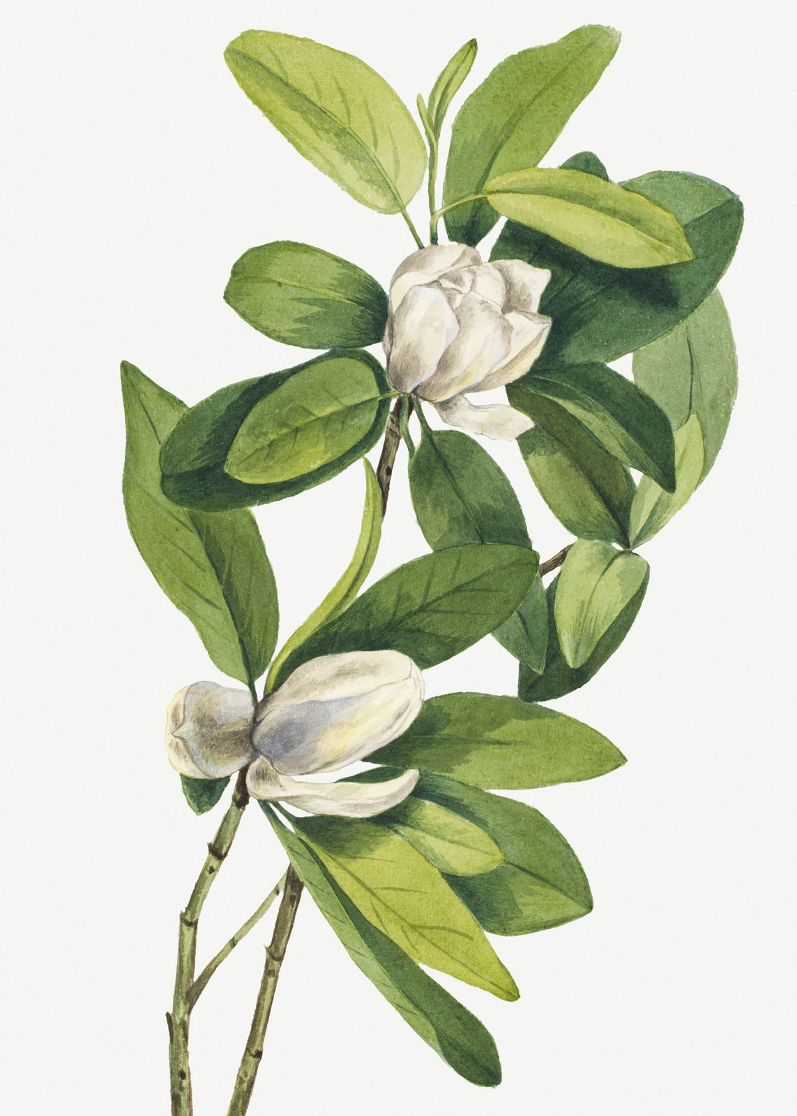 Poster - Botanical Art Magnolia