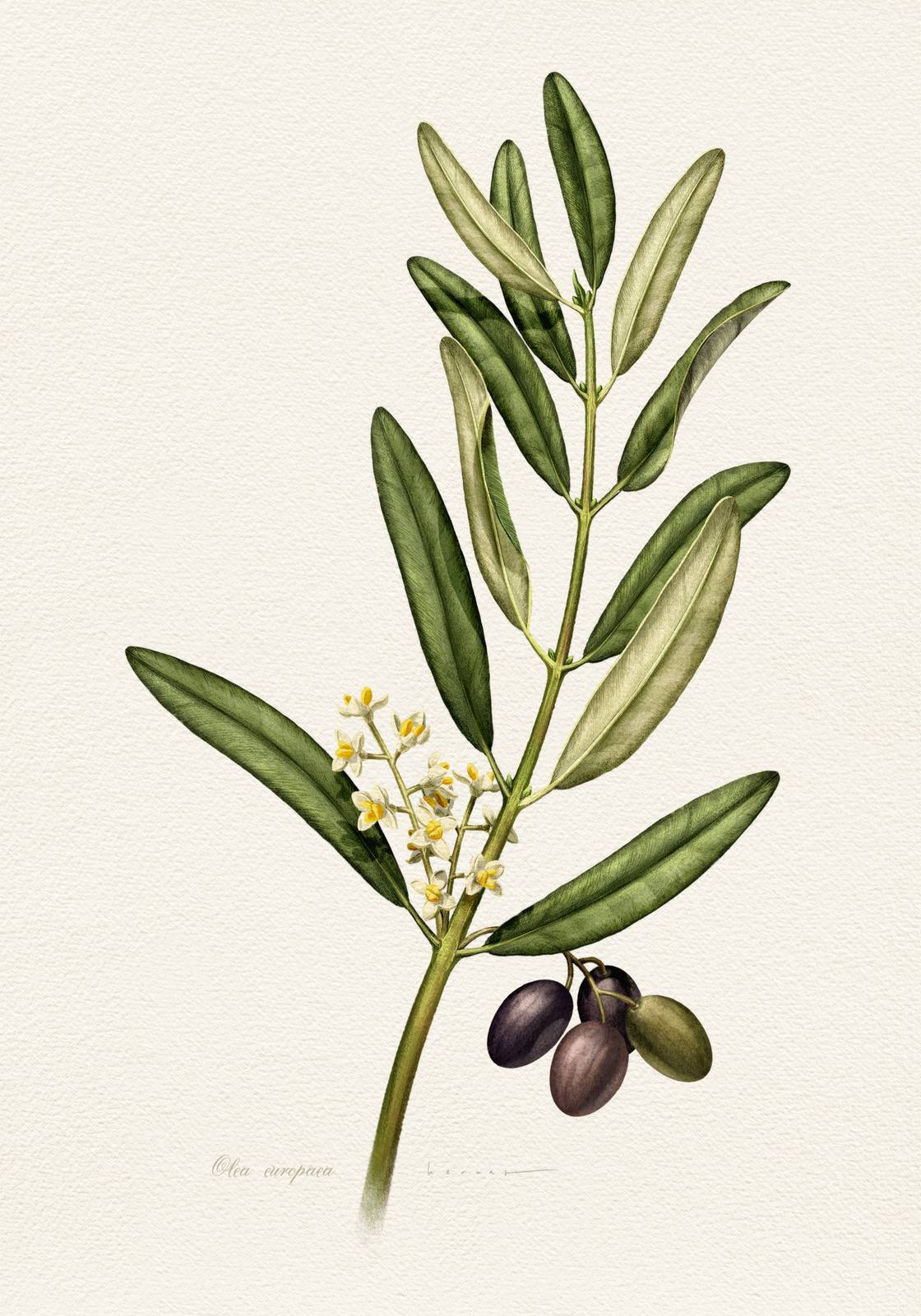 Poster - Olive Branch Botanical