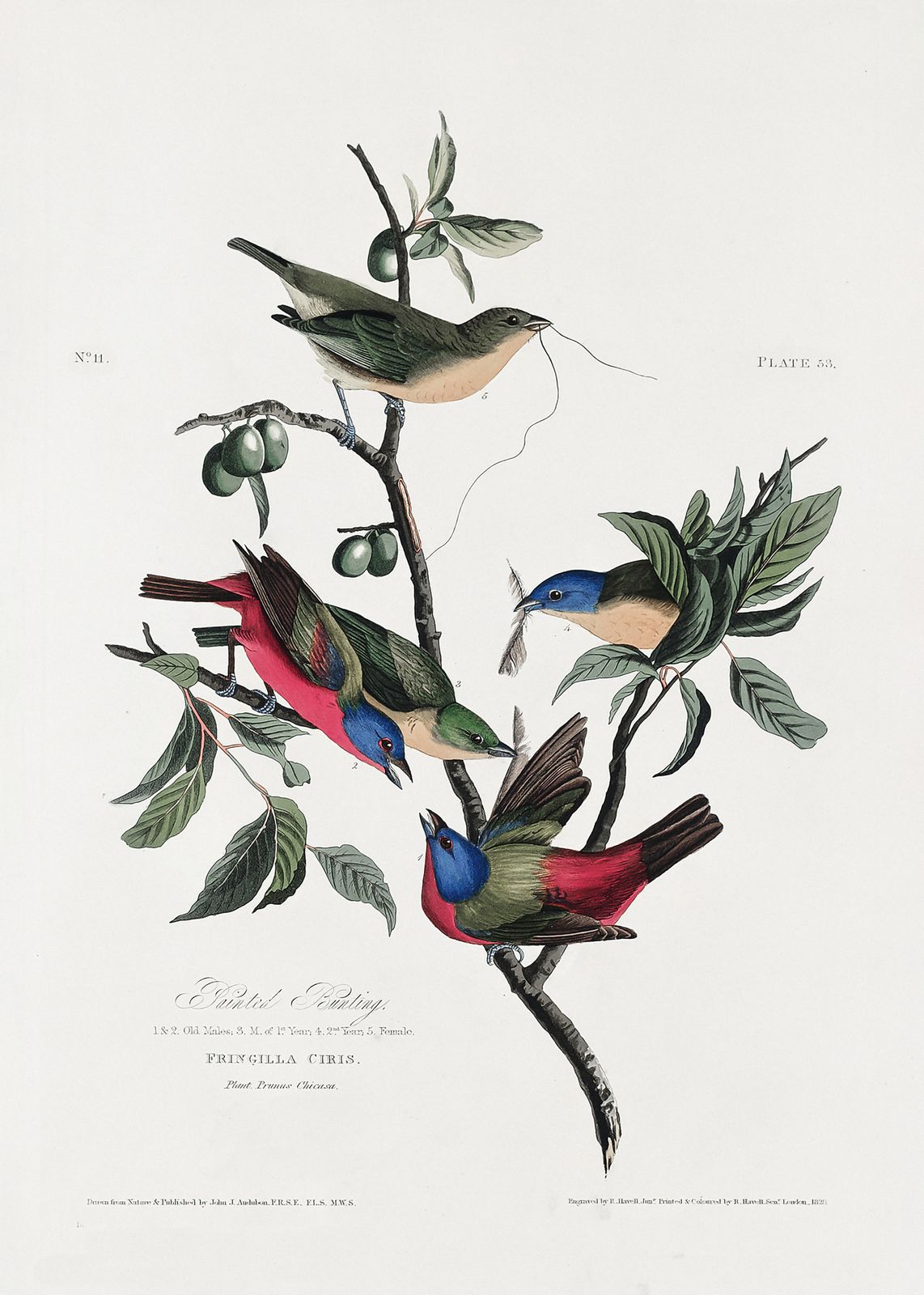 Poster - Colorful Birds