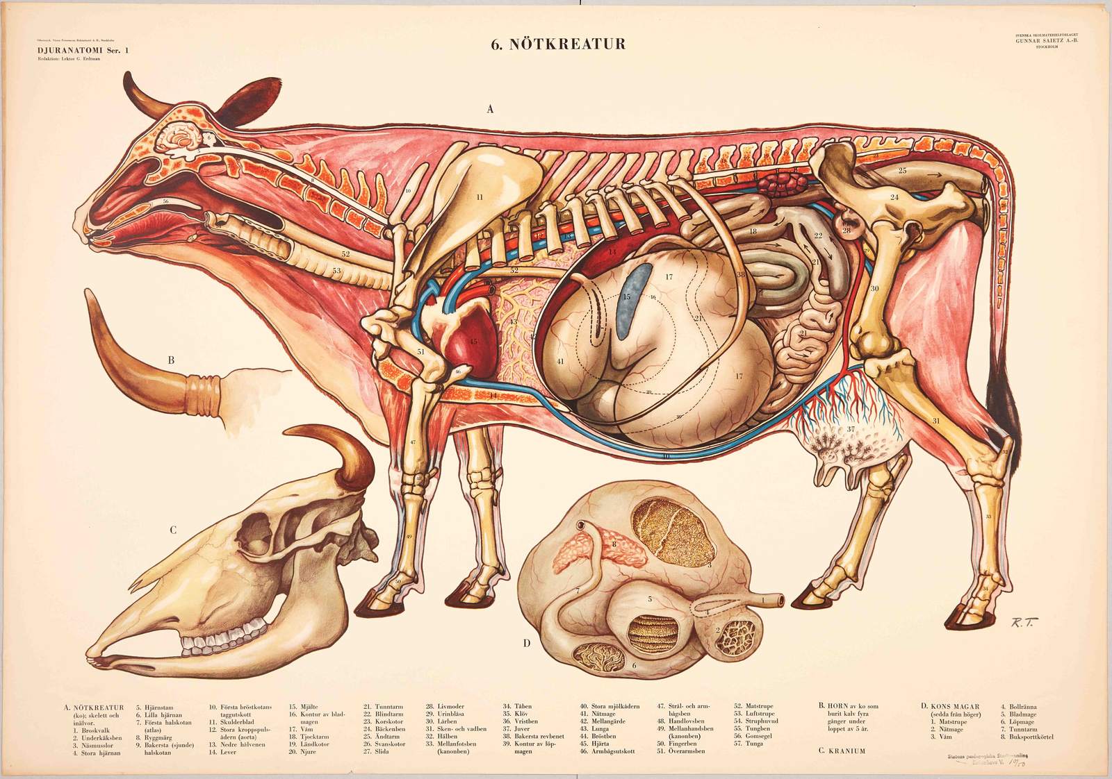 Poster - Cow Anatomy Print