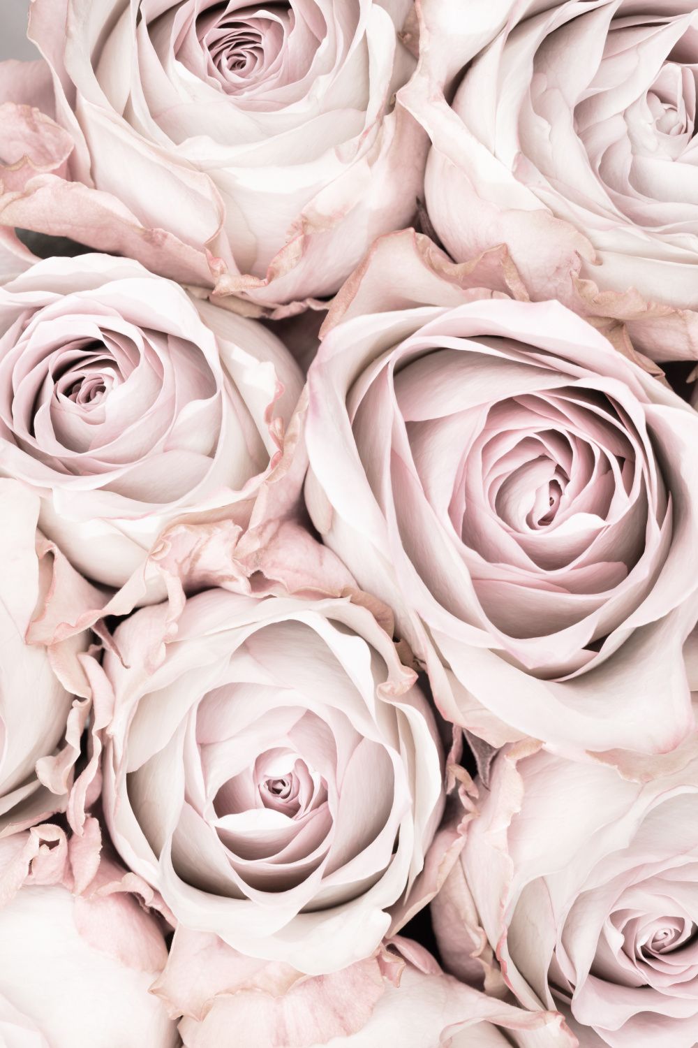 Poster - Delicate Rose Blossoms
