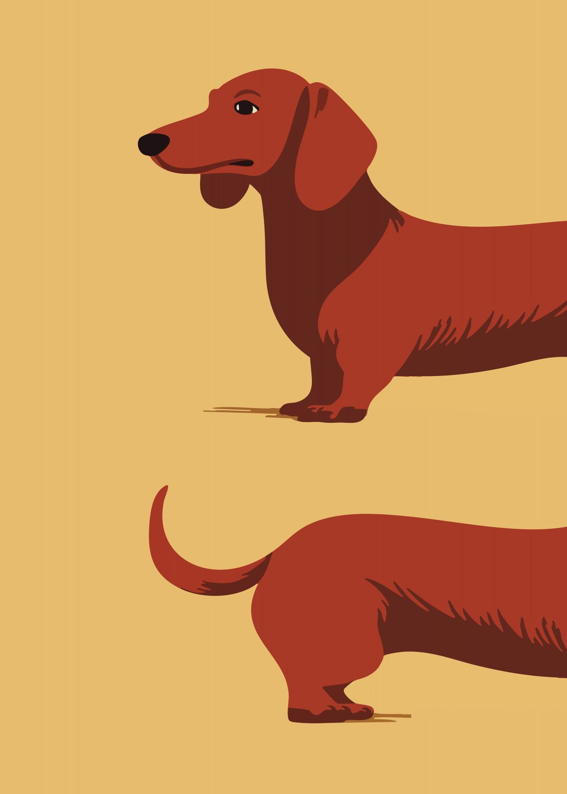 Poster - Dachshund Design