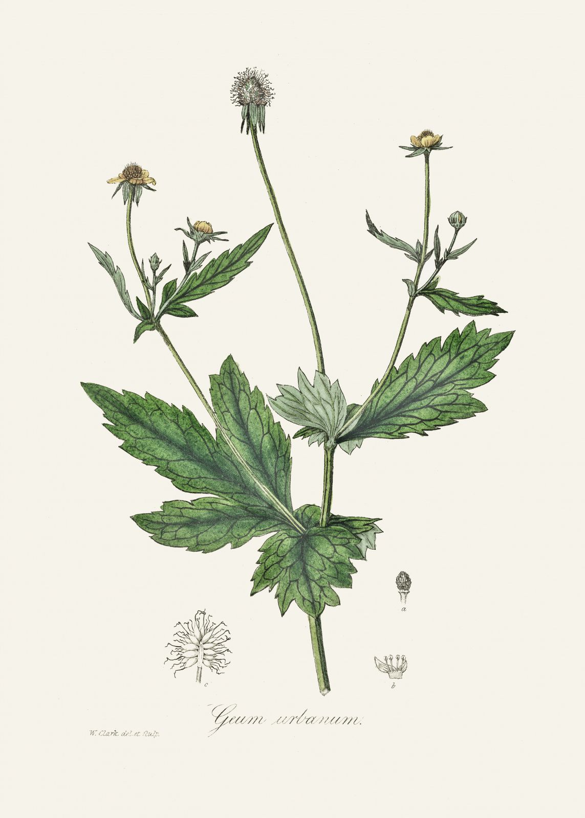 Poster - Geum Urbanum Botanical