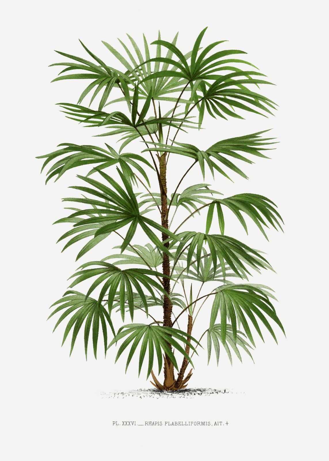 Poster - Rhapis Flabelliformis Botanical