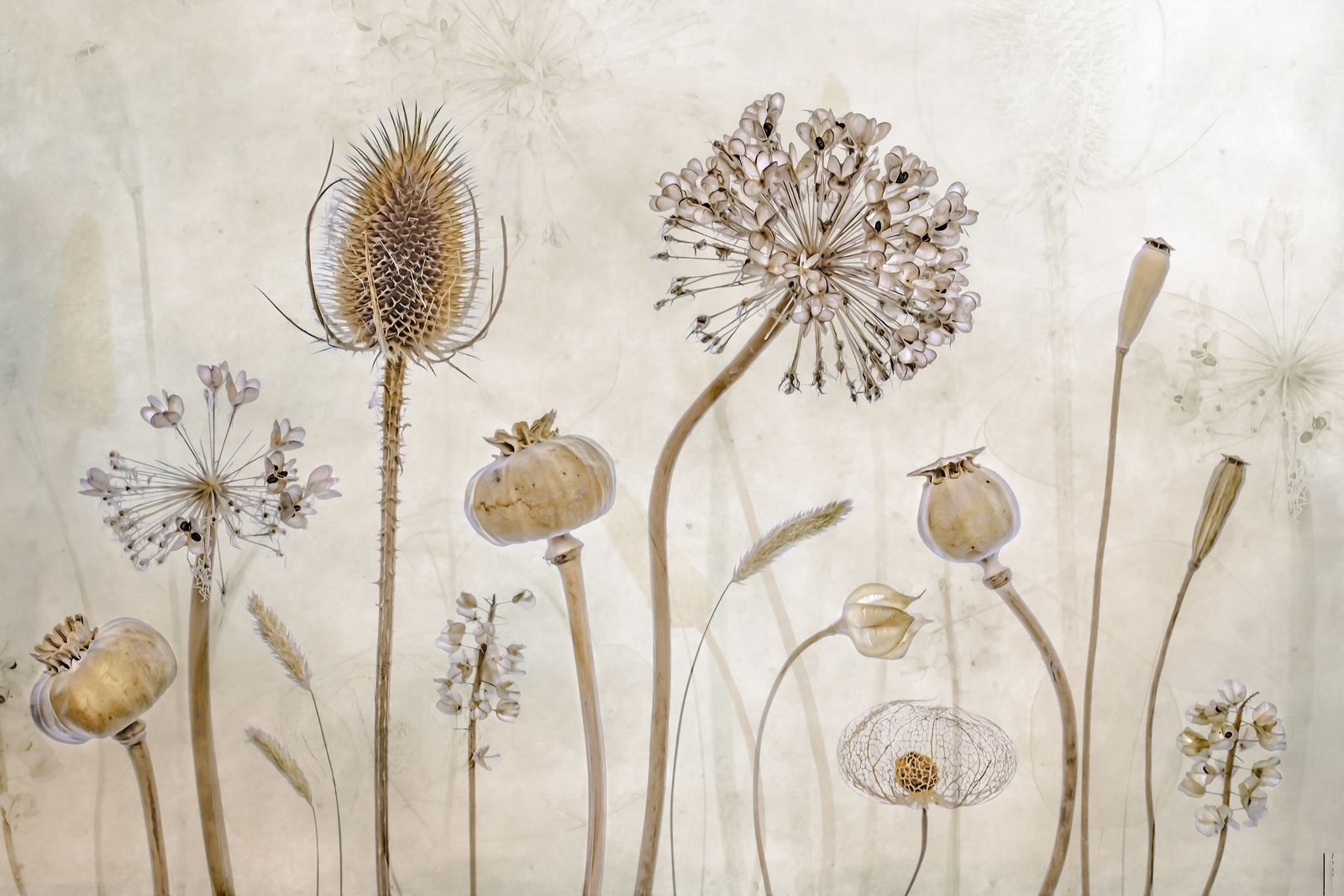 Poster - Botanical Serenity