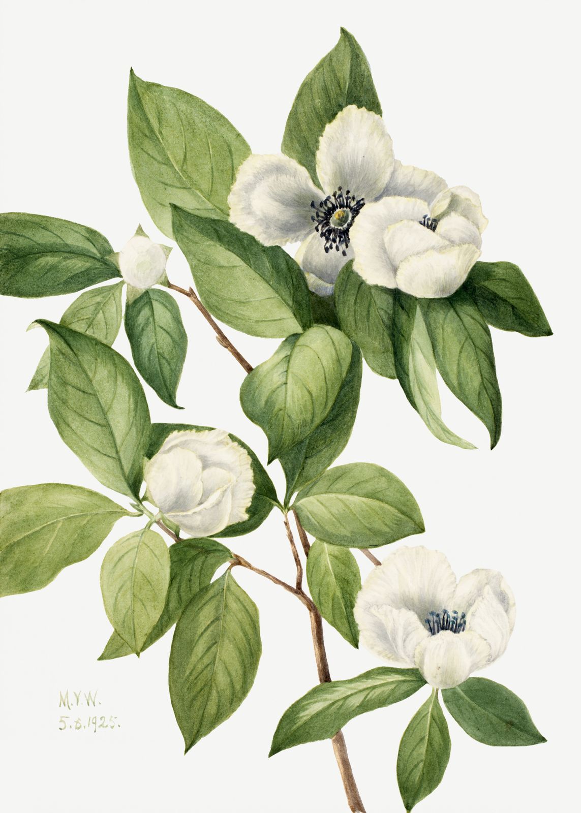 Poster - Botanical Art by M.Y.W