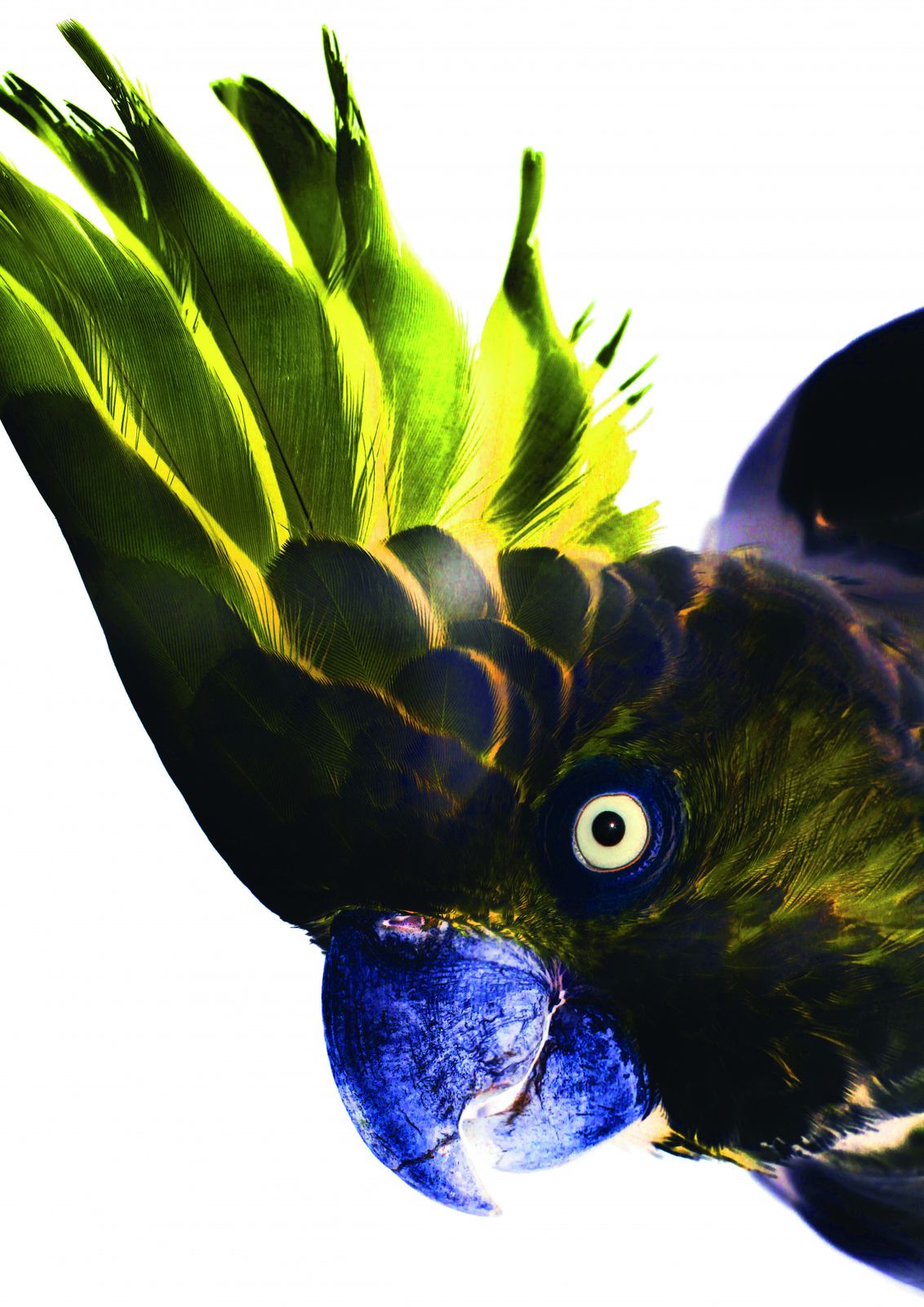 Poster - Parrot Art