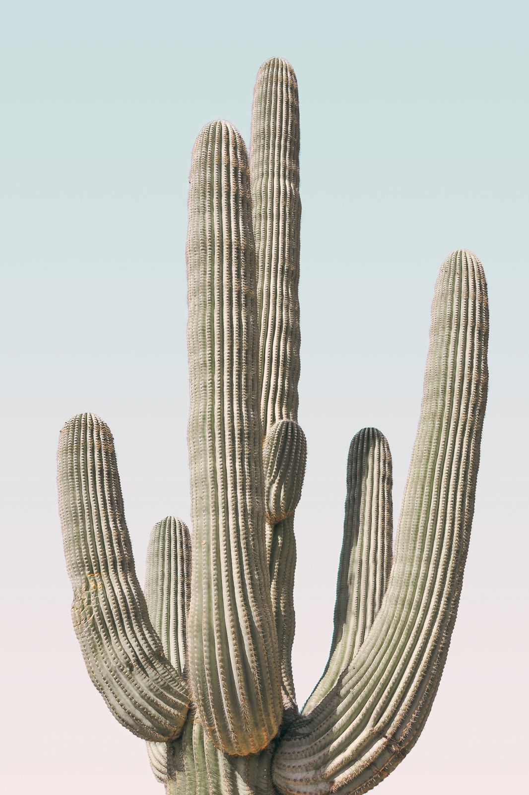 Poster - Cactus in Desert