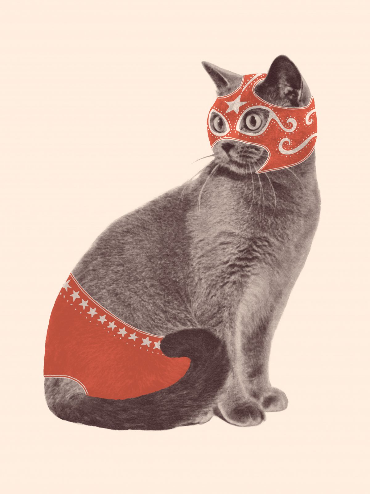 Poster - Masked Cat