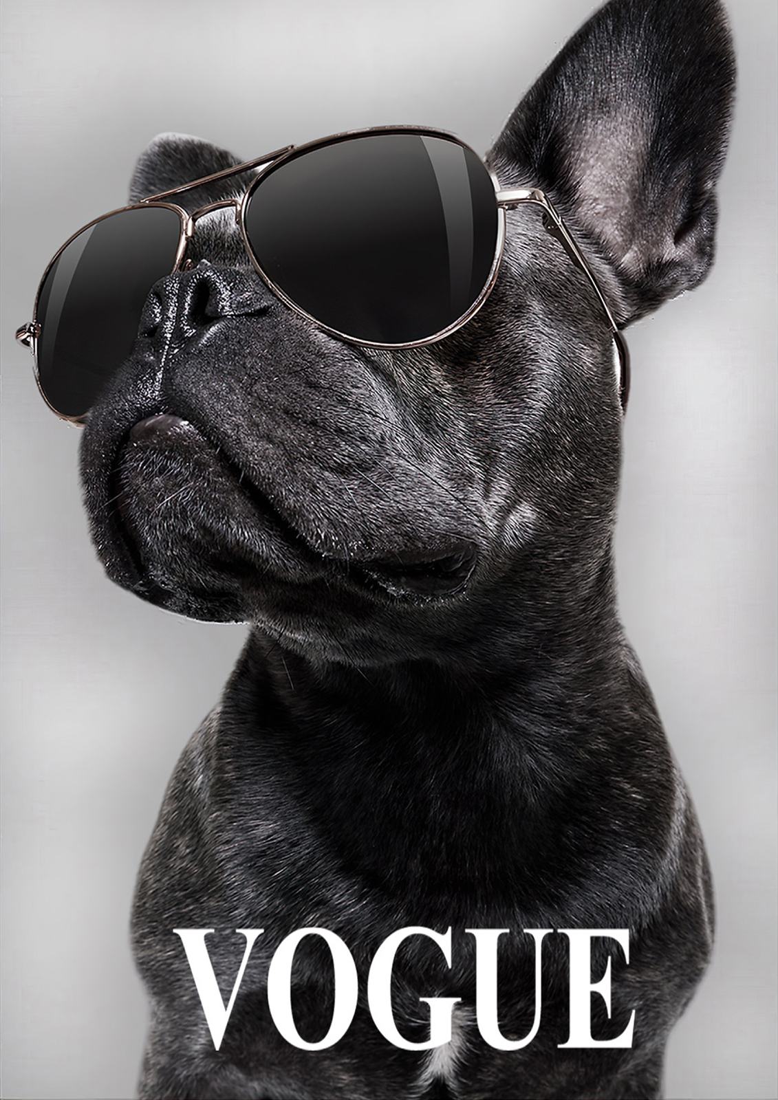 Fashionable Dog Poster