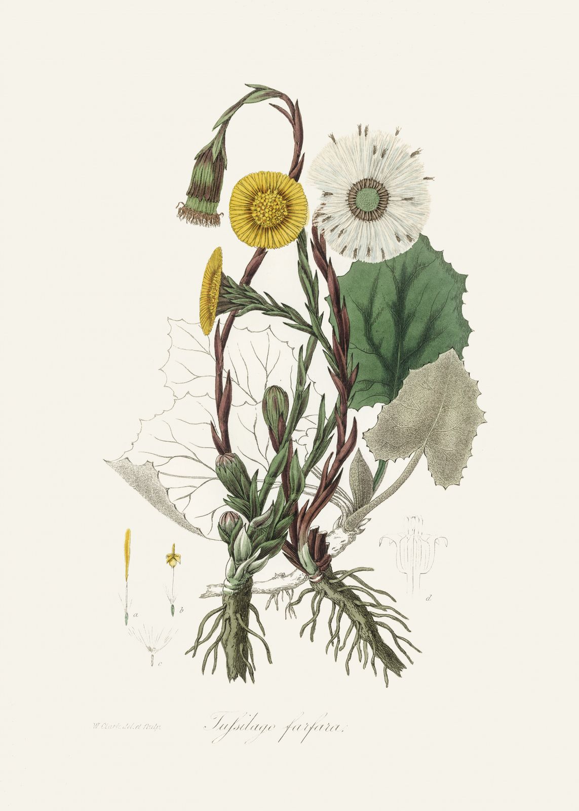 Poster - Botanical Illustration