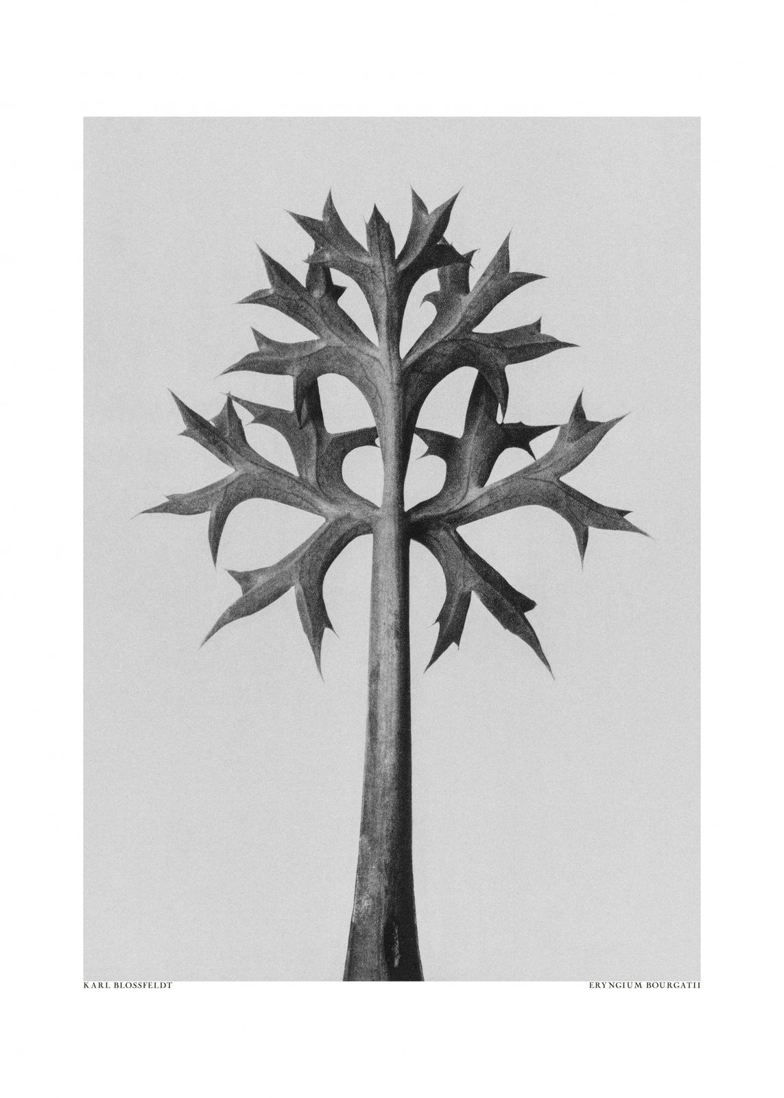 Poster - Eryngium Plant Study
