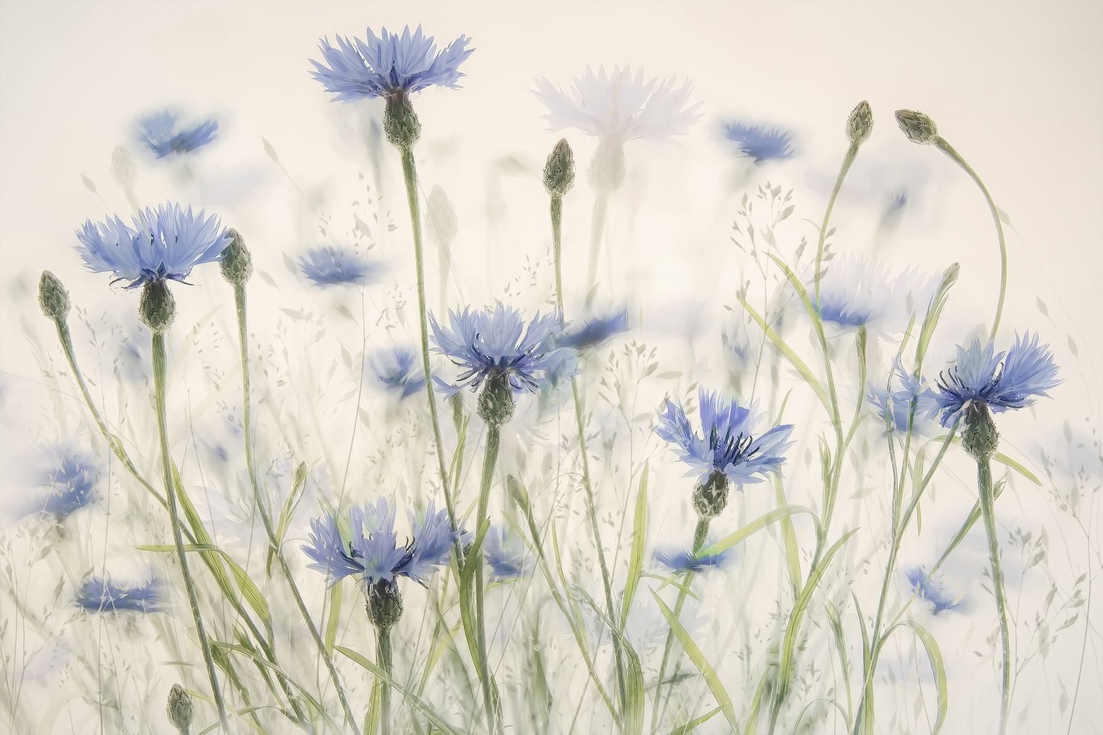 Poster - Blue Cornflower