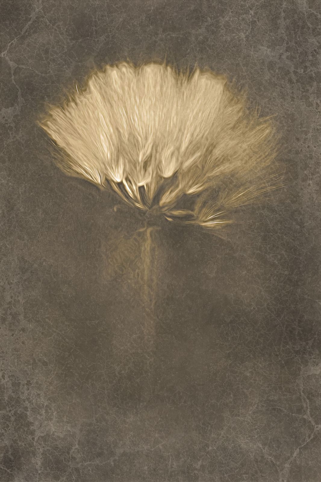 Poster - Golden Bloom
