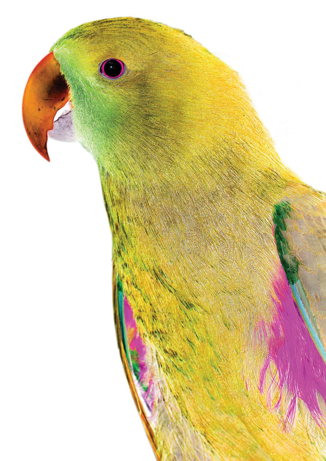 Poster - Colorful Parrot Art