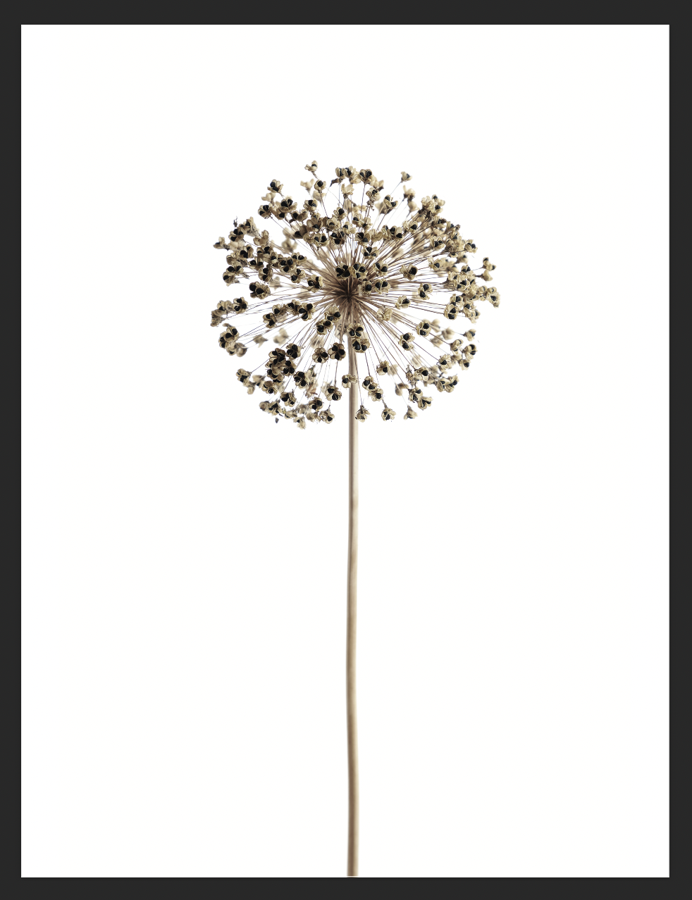 Poster - B&W Nature Dandelion / Flat packed